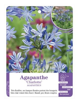 AGAPANTHUS CHARLOTTE voir Agapanthe