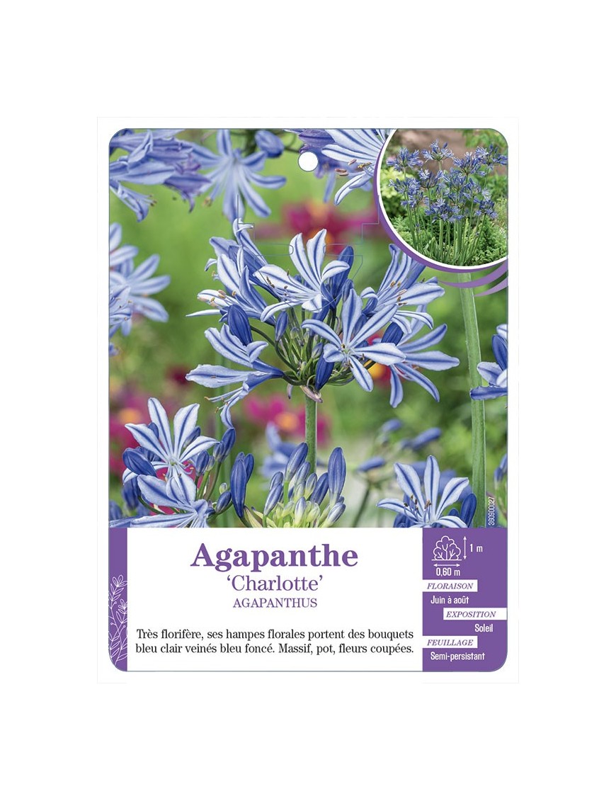 AGAPANTHUS CHARLOTTE voir Agapanthe