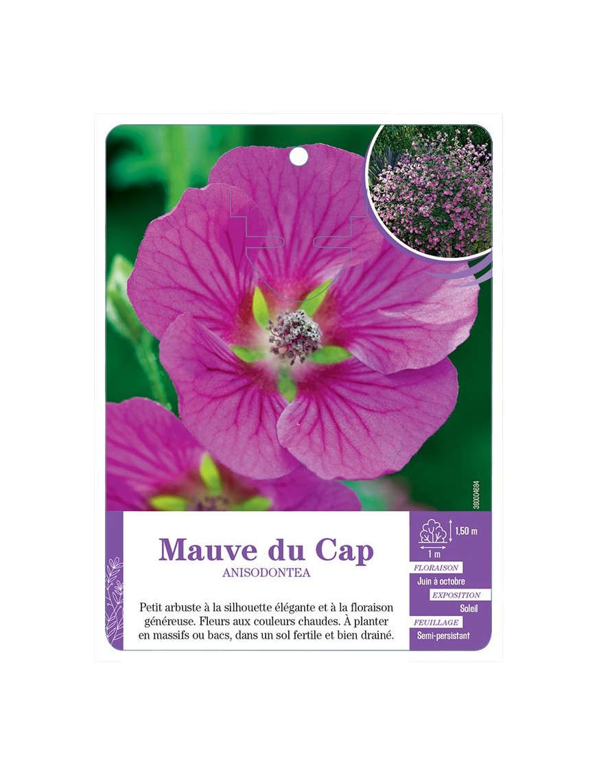 ANISODONTEA voir Mauve du Cap