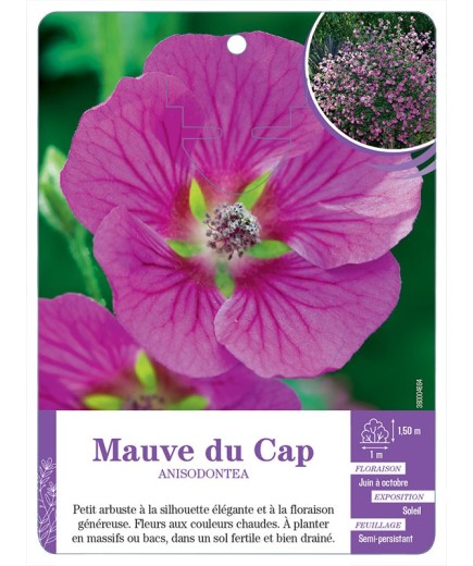 ANISODONTEA voir Mauve du Cap