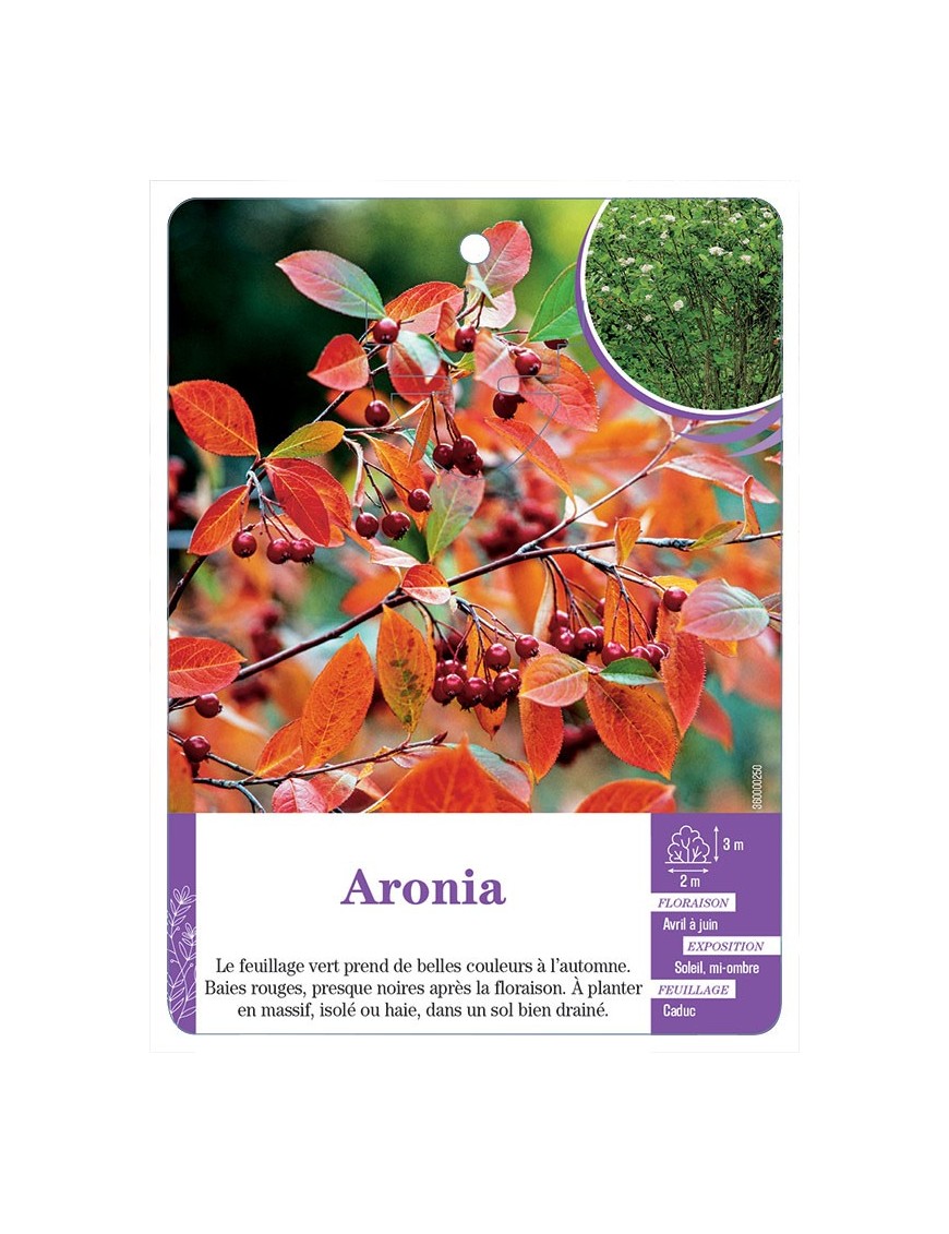 ARONIA
