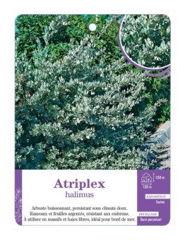 ATRIPLEX HALIMUS