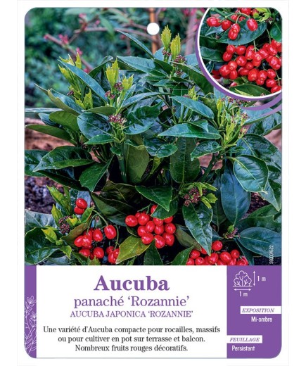 AUCUBA JAPONICA ROZANNIE voir Aucuba panaché