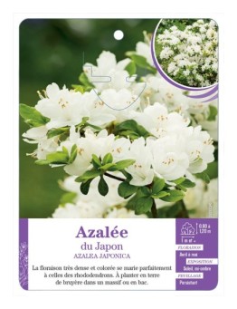 AZALEA JAPONICA voir Azalée du Japon (blanc)