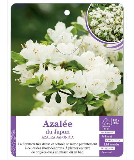 AZALEA JAPONICA voir Azalée du Japon (blanc)