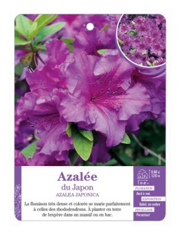 AZALEA JAPONICA voir Azalée du Japon (mauve)
