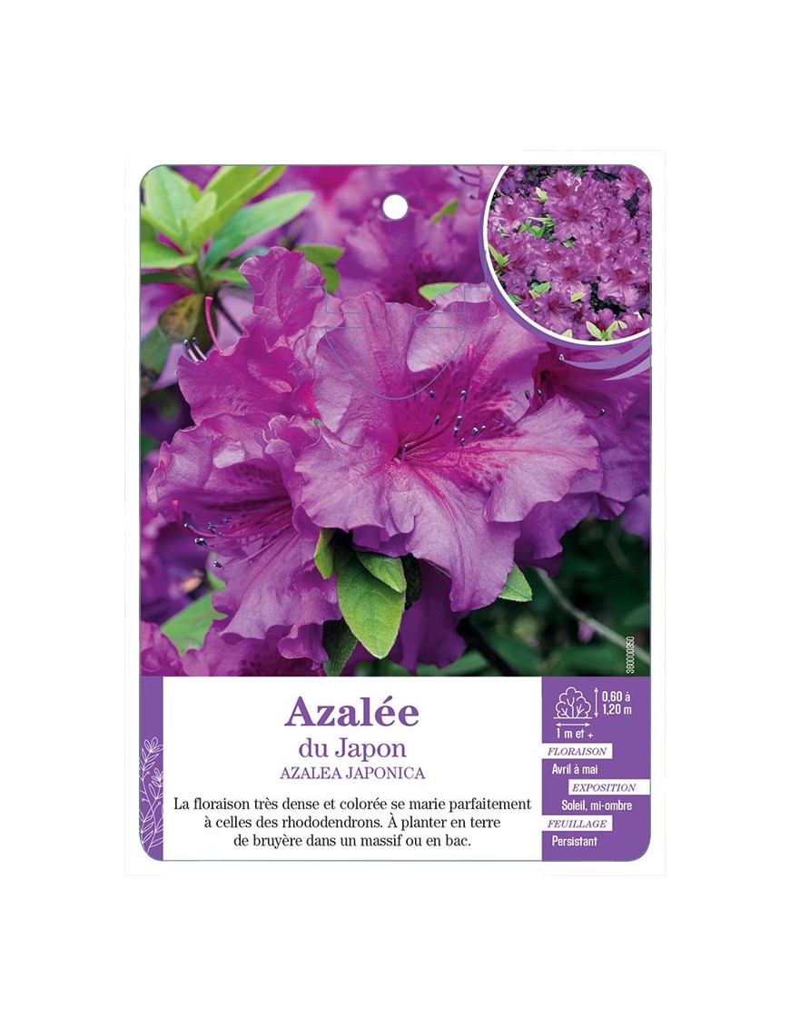 AZALEA JAPONICA voir Azalée du Japon (mauve)