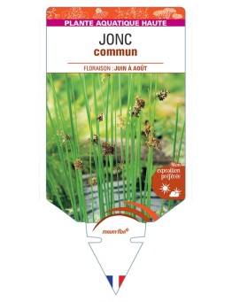 JUNCUS effusus voir Jonc commun
