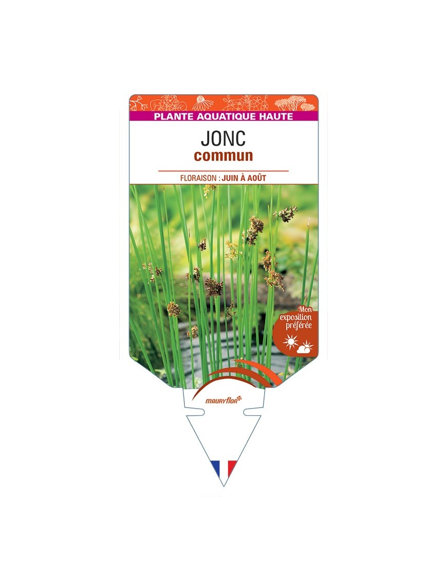 JUNCUS effusus voir Jonc commun