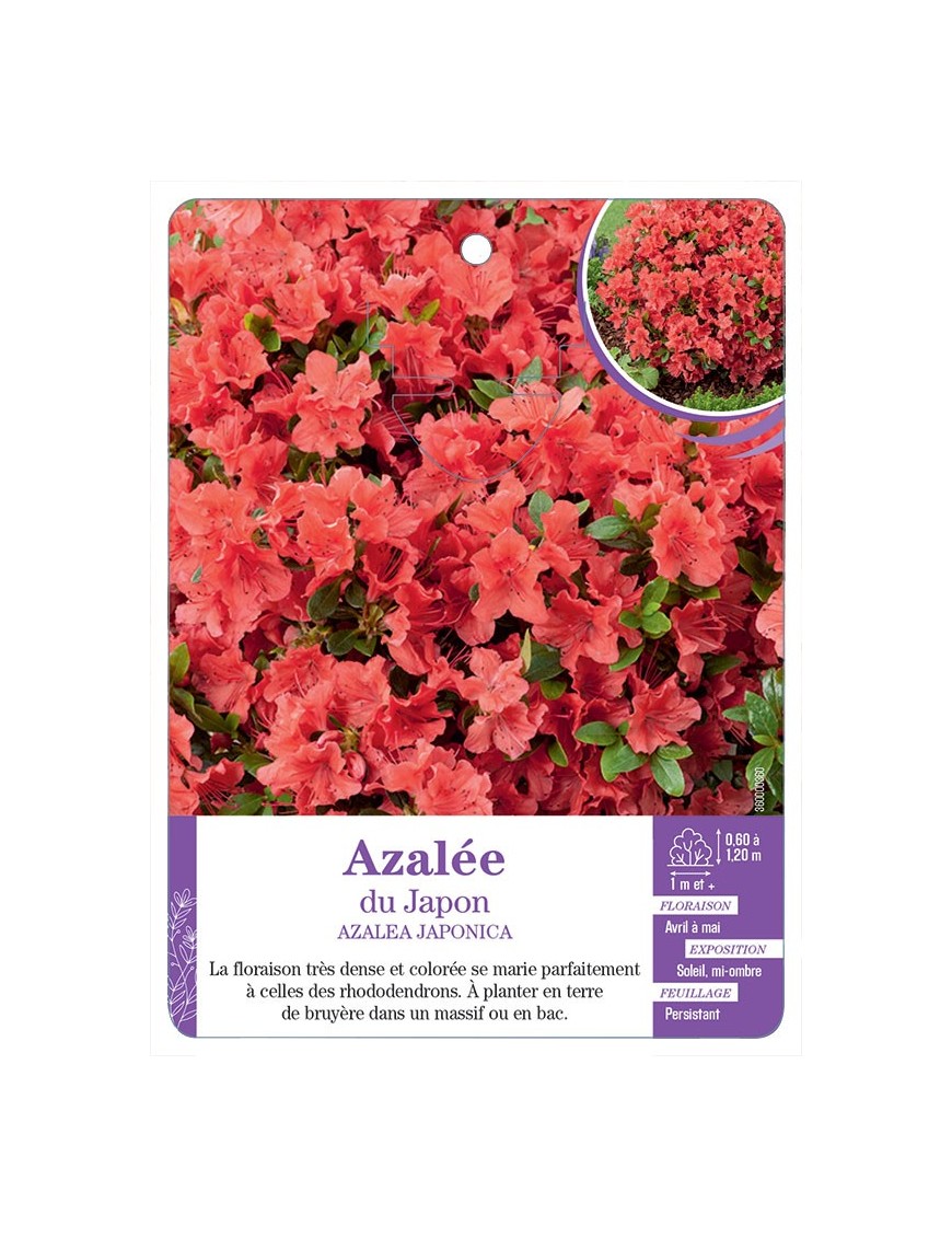 AZALEA JAPONICA voir Azalée du Japon (orange)