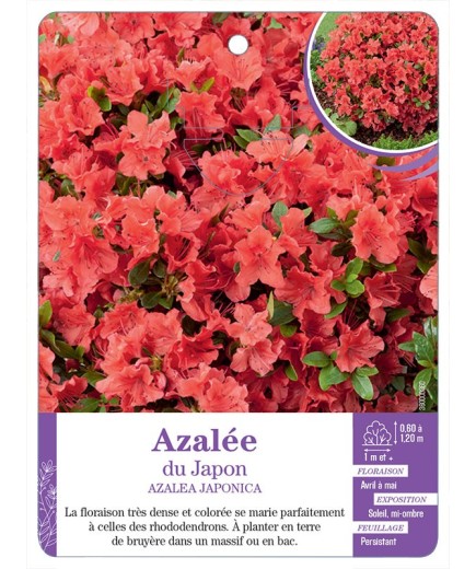 AZALEA JAPONICA voir Azalée du Japon (orange)
