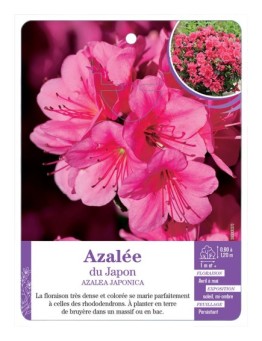 AZALEA JAPONICA voir Azalée du Japon (rose intense)