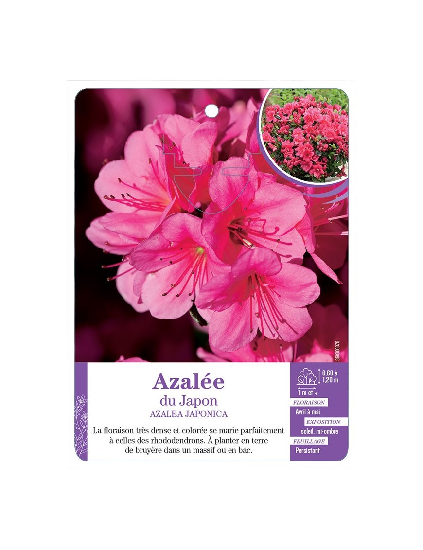 AZALEA JAPONICA voir Azalée du Japon (rose intense)