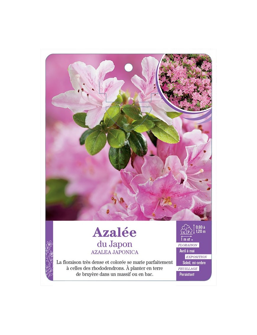 AZALEA JAPONICA voir Azalée du Japon (rose tendre)
