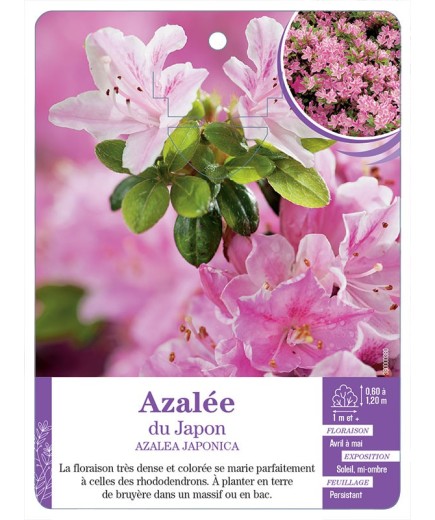 AZALEA JAPONICA voir Azalée du Japon (rose tendre)