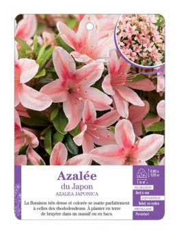 AZALEA JAPONICA voir Azalée du Japon (saumon)