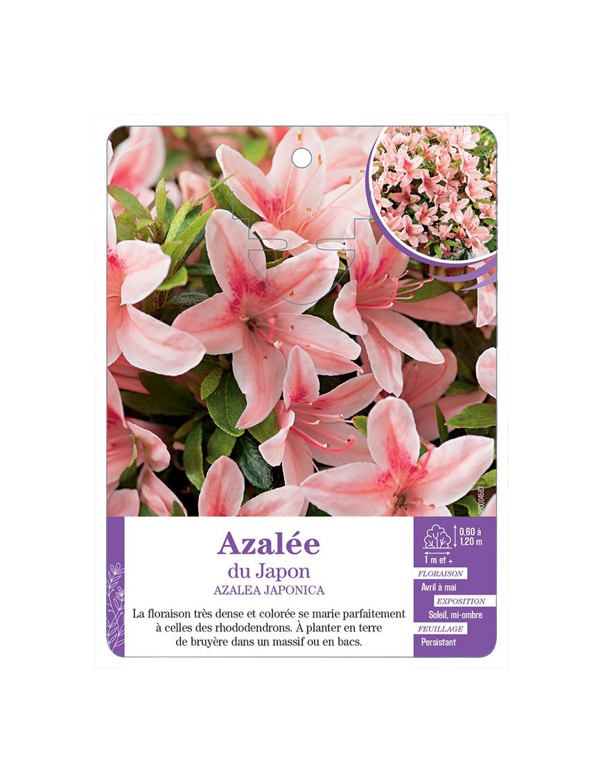AZALEA JAPONICA voir Azalée du Japon (saumon)