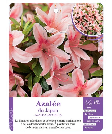 AZALEA JAPONICA voir Azalée du Japon (saumon)