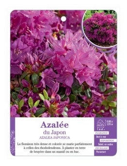 AZALEA JAPONICA voir Azalée du Japon (violet)