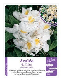 AZALEA MOLLIS voir Azalée de Chine (blanc)