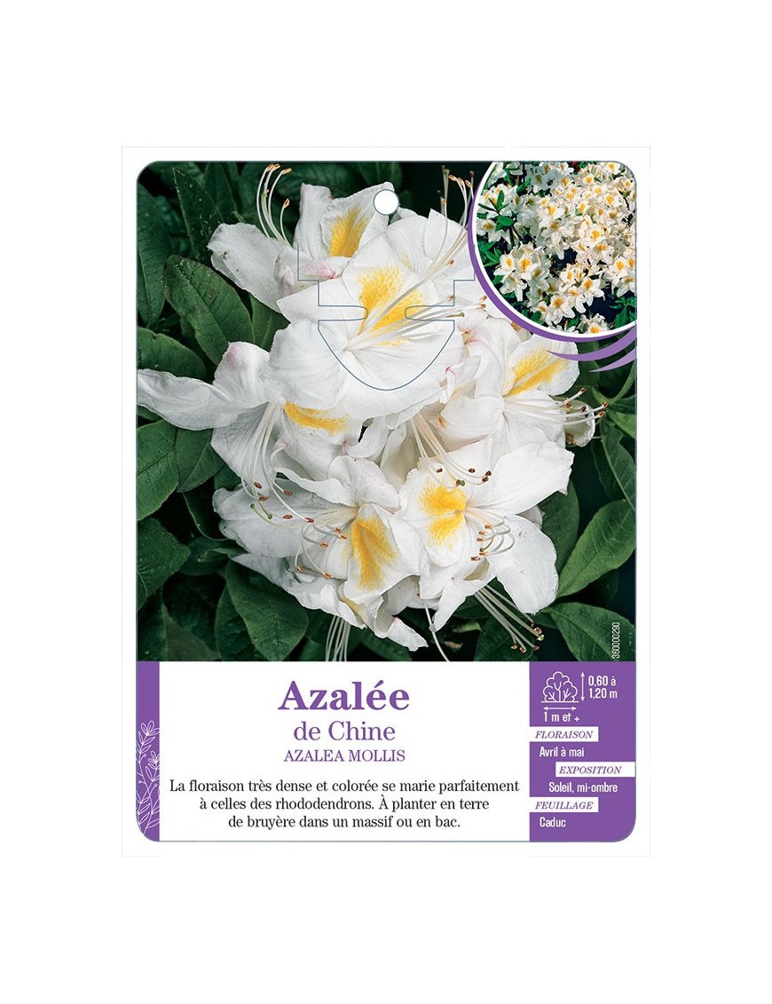 AZALEA MOLLIS voir Azalée de Chine (blanc)
