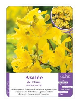 AZALEA MOLLIS voir Azalée de Chine (jaune)