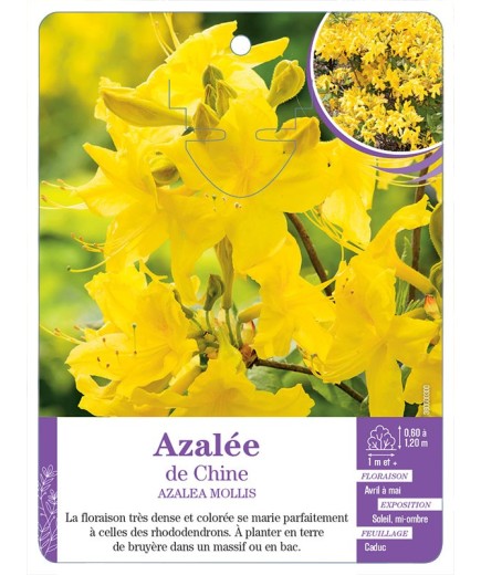 AZALEA MOLLIS voir Azalée de Chine (jaune)