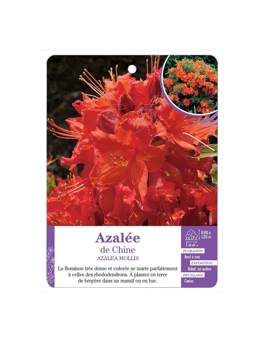 AZALEA MOLLIS voir Azalée de Chine (orange)