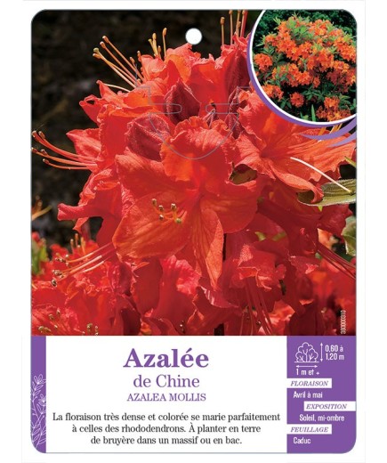 AZALEA MOLLIS voir Azalée de Chine (orange)