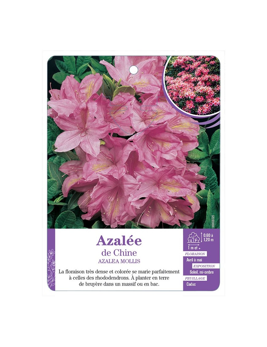 AZALEA MOLLIS voir Azalée de Chine (rose)