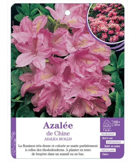 AZALEA MOLLIS voir Azalée de Chine (rose)