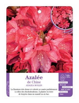 AZALEA MOLLIS voir Azalée de Chine (rouge)