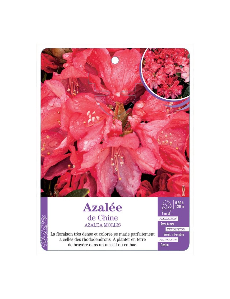 AZALEA MOLLIS voir Azalée de Chine (rouge)