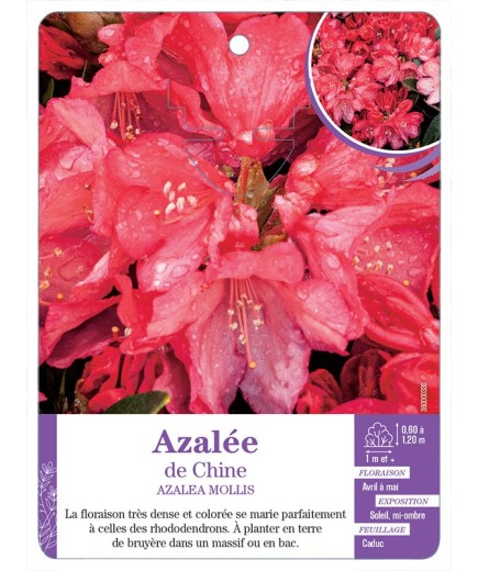 AZALEA MOLLIS voir Azalée de Chine (rouge)
