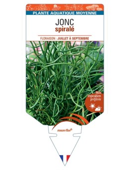 JUNCUS effusus 'Spiralis' voir Jonc Spiralé