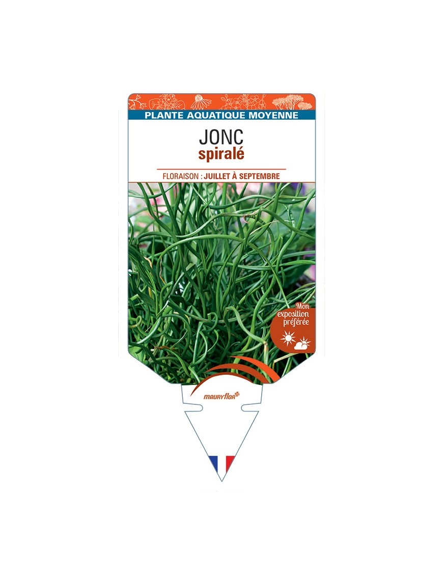 JUNCUS effusus 'Spiralis' voir Jonc Spiralé
