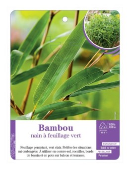BAMBOU NAIN À FEUILLAGE VERT