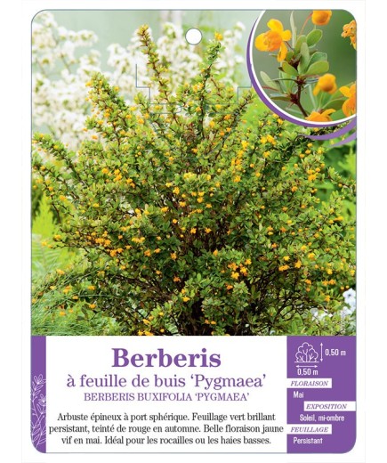 BERBERIS BUXIFOLIA PYGMAEA voir Berberis à feuille de buis