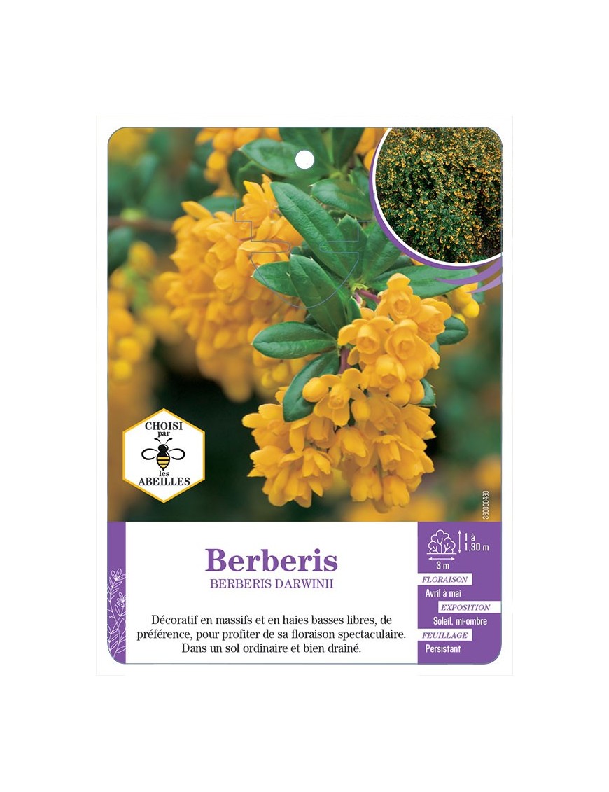 BERBERIS DARWINII