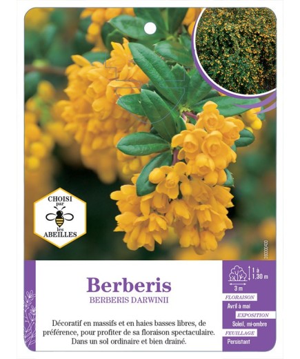 BERBERIS DARWINII