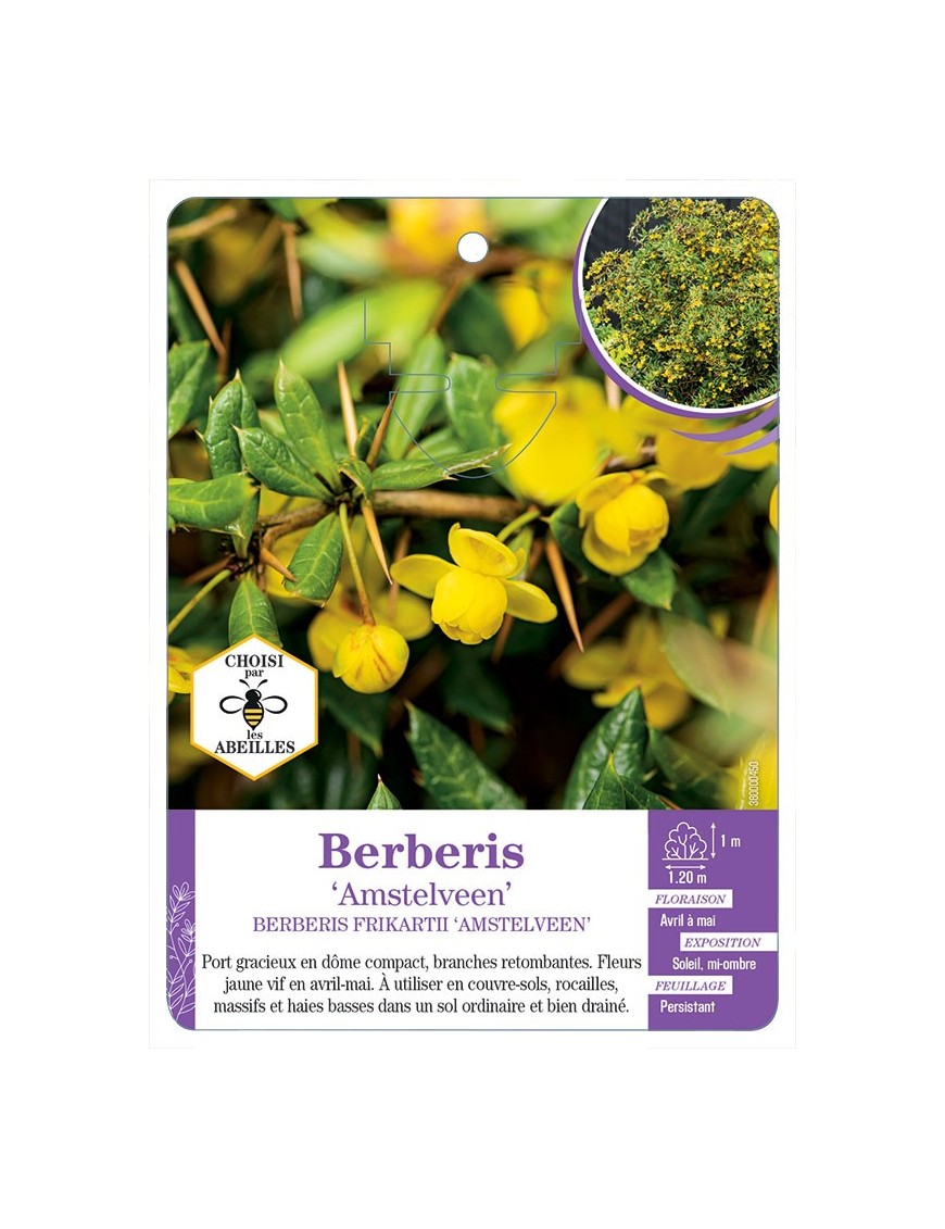 BERBERIS FRIKARTII AMSTELVEEN