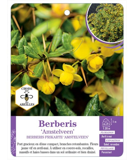 BERBERIS FRIKARTII AMSTELVEEN