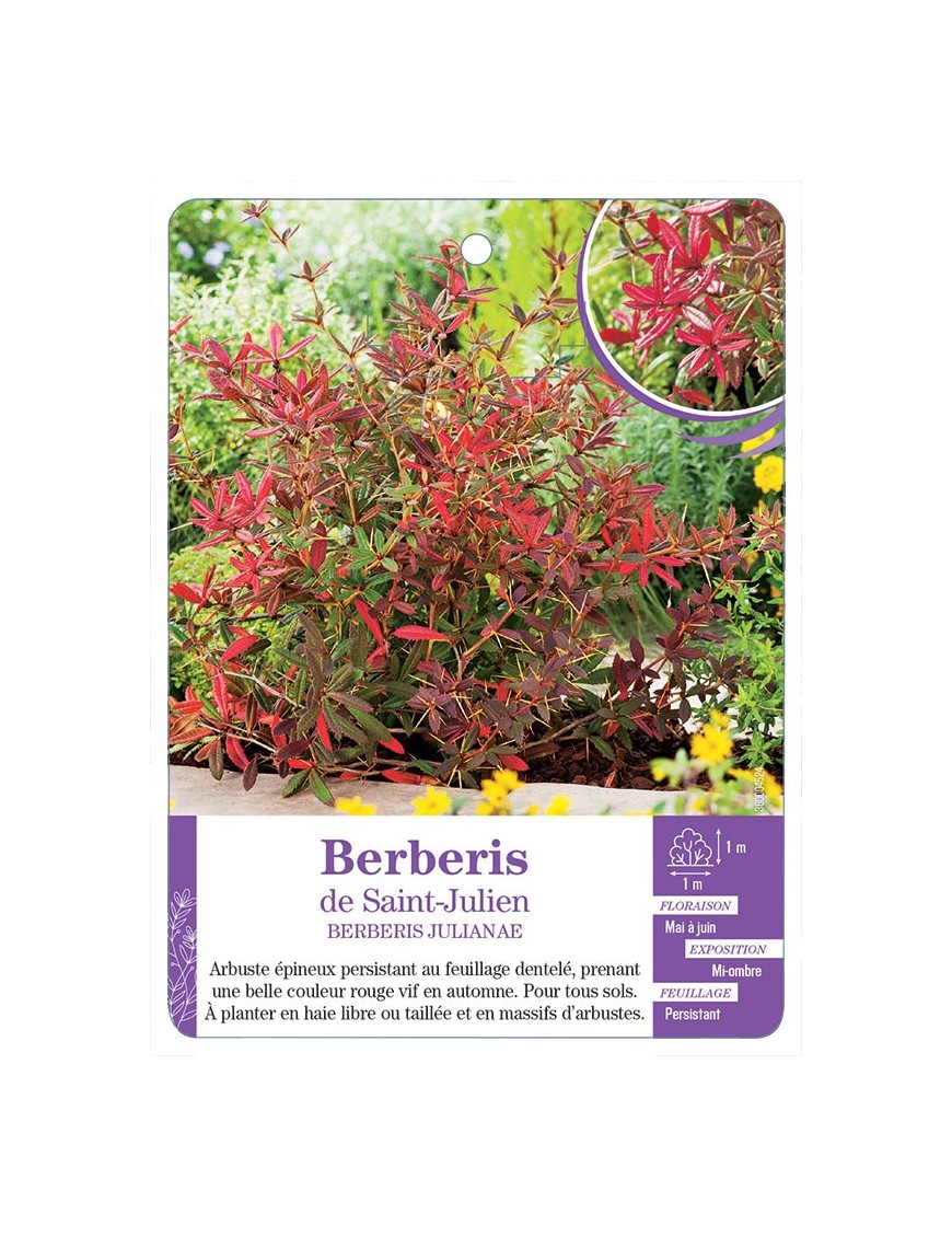 BERBERIS JULIANAE voir Berberis de Saint-Julien