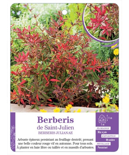 BERBERIS JULIANAE voir Berberis de Saint-Julien