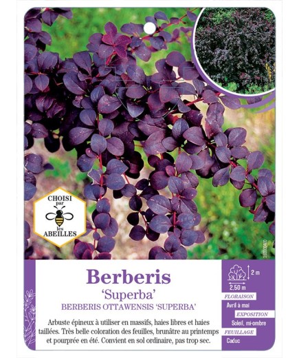 BERBERIS OTTAWENSIS SUPERBA