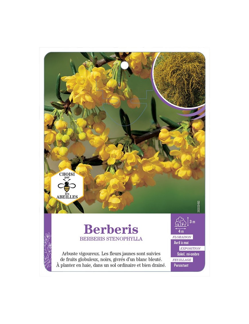 BERBERIS STENOPHYLLA