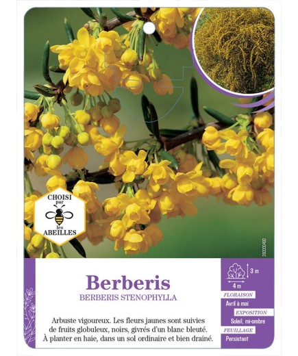 BERBERIS STENOPHYLLA