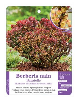 BERBERIS THUNBERGII BAGATELLE voir Berberis nain