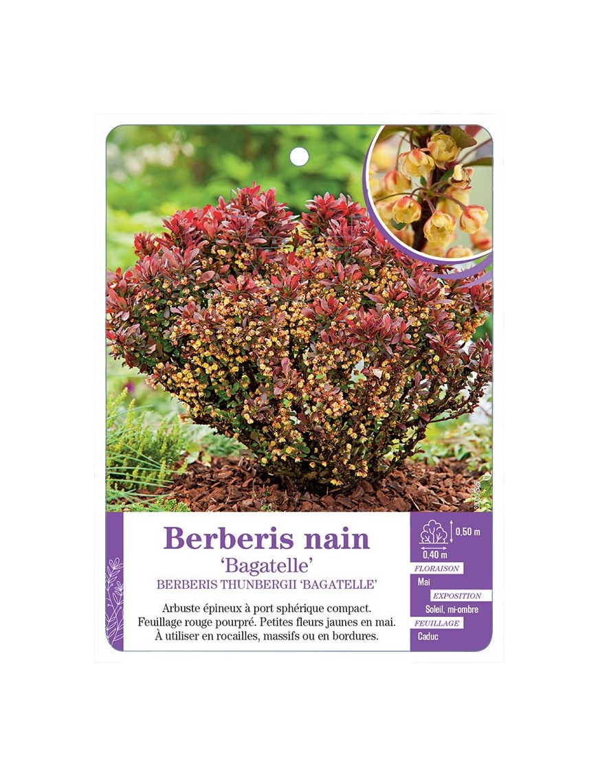 BERBERIS THUNBERGII BAGATELLE voir Berberis nain