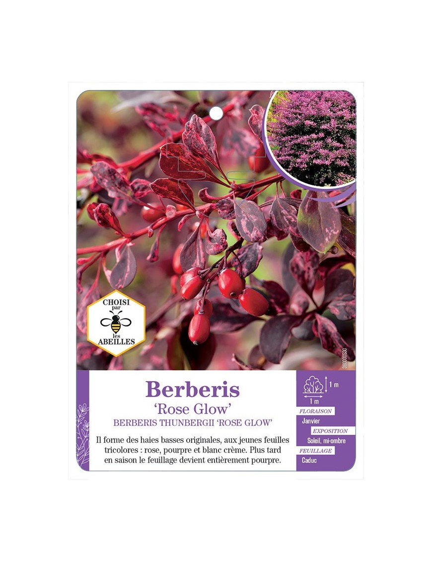 BERBERIS THUNBERGII ROSE GLOW